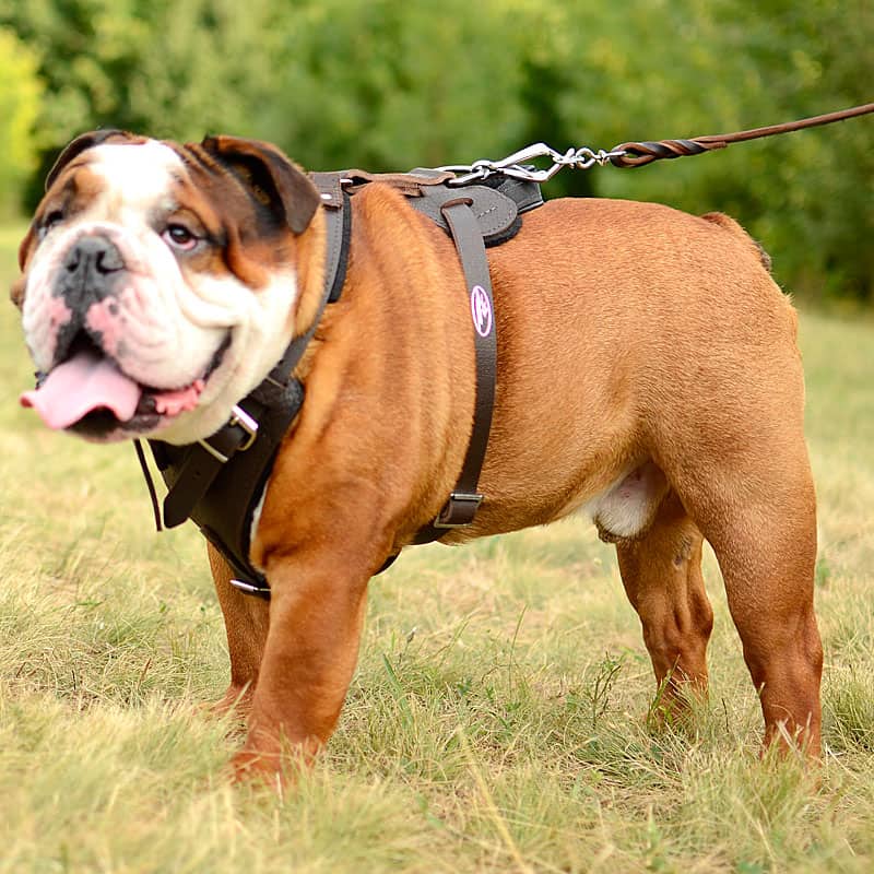 Коричневая кожаная шлейка для английского бульдога «Working Dog»